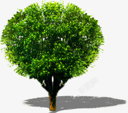 绿色修剪后的大树素材