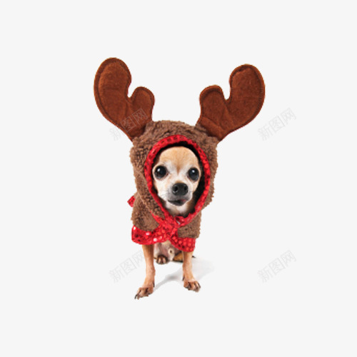 穿羊皮的狗狗png免抠素材_新图网 https://ixintu.com 可爱 吉娃娃 圣诞节 羚羊服装
