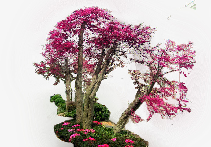 粉色植物大树装饰png免抠素材_新图网 https://ixintu.com 大树 植物 粉色 装饰