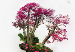 粉色植物大树装饰素材