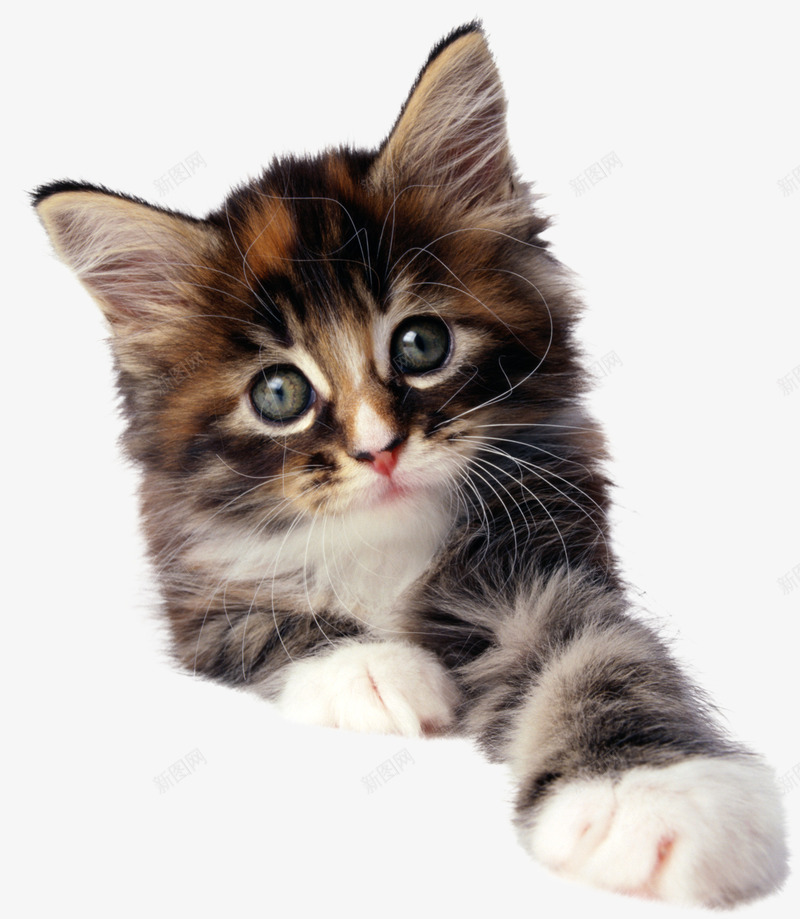 卡通可爱的小猫png免抠素材_新图网 https://ixintu.com 免抠图 动物 可爱的猫 小猫 抠图 插画 装饰画