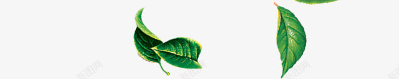 摄影夏日海报绿色漂浮树叶png免抠素材_新图网 https://ixintu.com 夏日 摄影 树叶 海报 漂浮 绿色