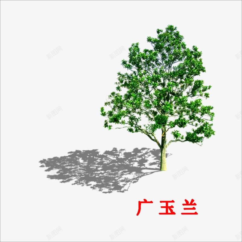 广玉兰png免抠素材_新图网 https://ixintu.com 大树 绿色植物