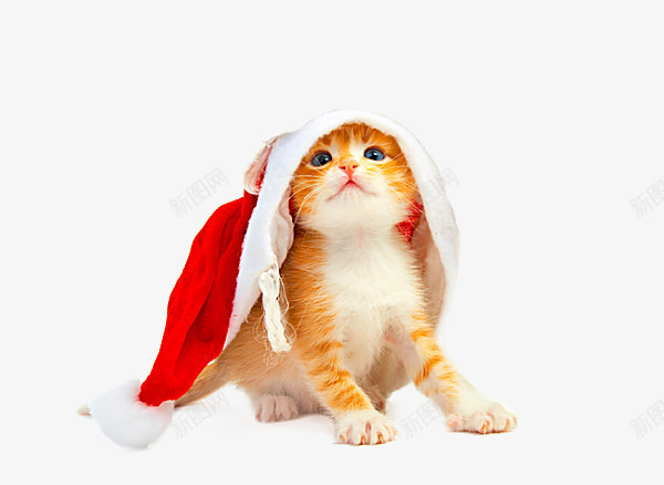 圣诞小猫咪png免抠素材_新图网 https://ixintu.com 圣诞帽 小猫咪 猫 节日
