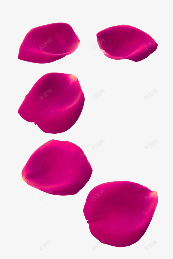紫红色简约花瓣漂浮png免抠素材_新图网 https://ixintu.com 免抠PNG 漂浮素材 简约 紫红色 花瓣