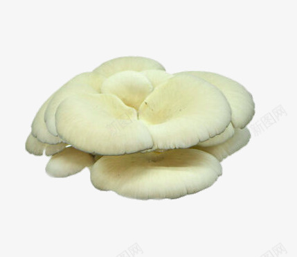 新鲜的平菇png免抠素材_新图网 https://ixintu.com png图片 产品实物 新鲜的平菇 时令蔬菜 绿色食品免费png 蘑菇 进口蔬菜