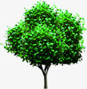 树植物绿色大树树叶素材