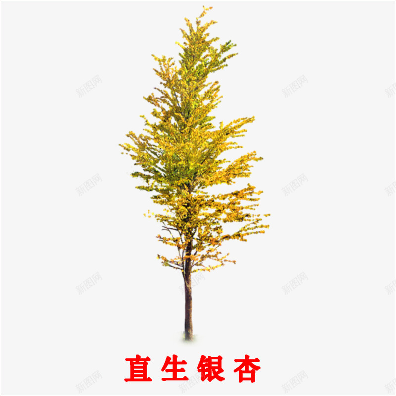 直生银杏png免抠素材_新图网 https://ixintu.com 一颗树 大树 黄色树