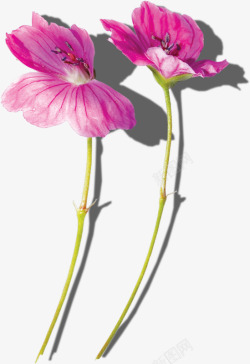 手绘木槿花素材