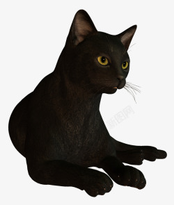 小猫咪简笔画黑猫高清图片