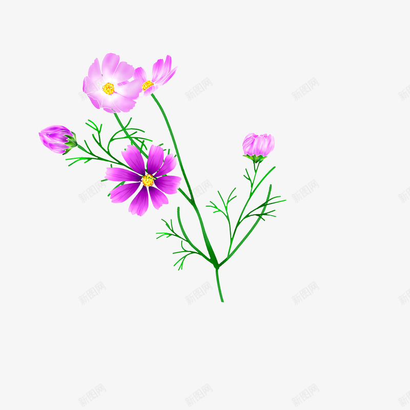 美丽紫色花朵png免抠素材_新图网 https://ixintu.com 日式花朵图案 植物花朵 花卉 花朵