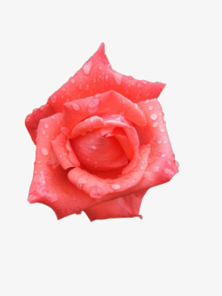 花朵实物图沾满水珠的粉色玫瑰高清图片