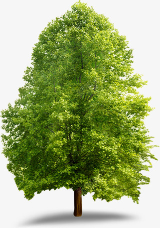 环保绿树景观大树png免抠素材_新图网 https://ixintu.com 大树 景观 环保 绿树