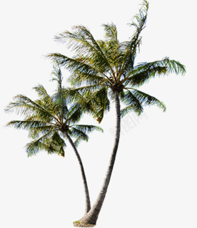 热带海岛椰子树png免抠素材_新图网 https://ixintu.com 椰子树 海岛 热带