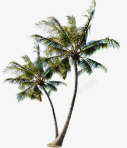 热带海岛椰子树素材