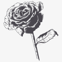 玫瑰花素描画一支美丽的玫瑰素描画高清图片