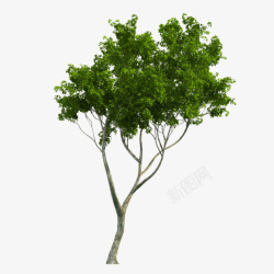 清新绿色大树植物素材