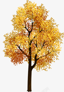 美丽的黄叶黄叶树木高清图片