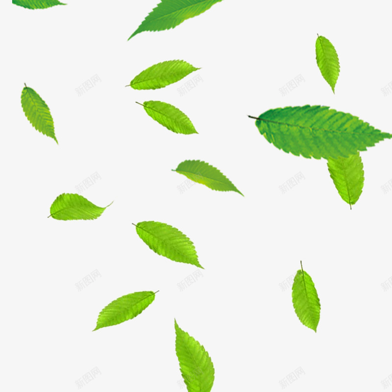 绿色漂浮装饰叶子psd免抠素材_新图网 https://ixintu.com 叶子 树叶 漂浮 绿色 绿色漂浮装饰叶子 装饰