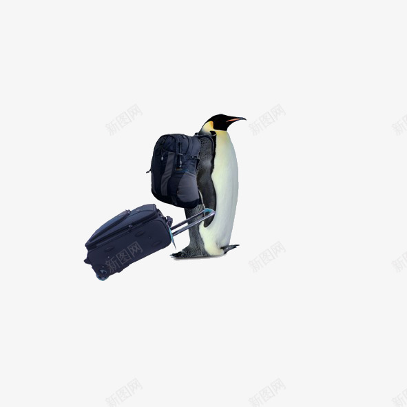 背着背包去旅行png免抠素材_新图网 https://ixintu.com 企鹅 箱子 背包 背着背包去旅行 黑色