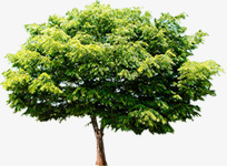 绿树园林景观植物大树png免抠素材_新图网 https://ixintu.com 园林 大树 景观 植物 绿树