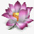 ICQ花莲花东方粉红植物yuuyakepng免抠素材_新图网 https://ixintu.com ICQ flower icq lotus oriental pink plant 东方 植物 粉红 花 莲花