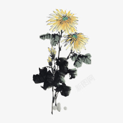 中国风菊花素材