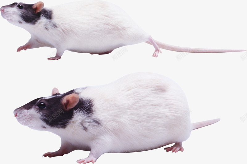 两只老鼠png免抠素材_新图网 https://ixintu.com PNG图形 PNG装饰 动物 可爱 老鼠 装饰