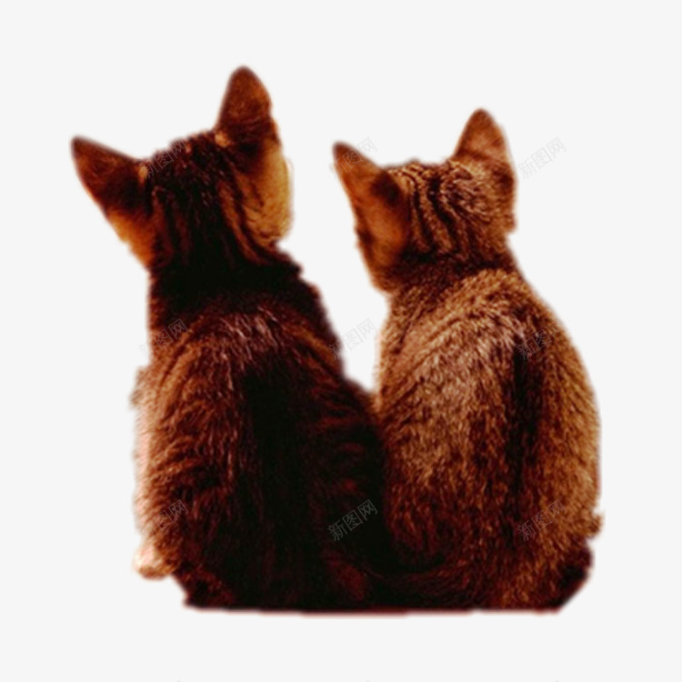两只小猫png免抠素材_新图网 https://ixintu.com 动物 可爱 宠物 猫 猫咪