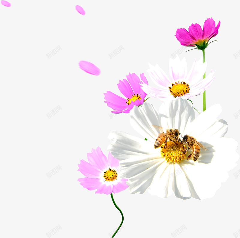 粉白色漂浮花瓣装饰png免抠素材_新图网 https://ixintu.com 漂浮 粉白色 花瓣 装饰
