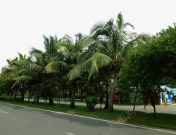 海南景点三亚城市街道绿化景观高清图片