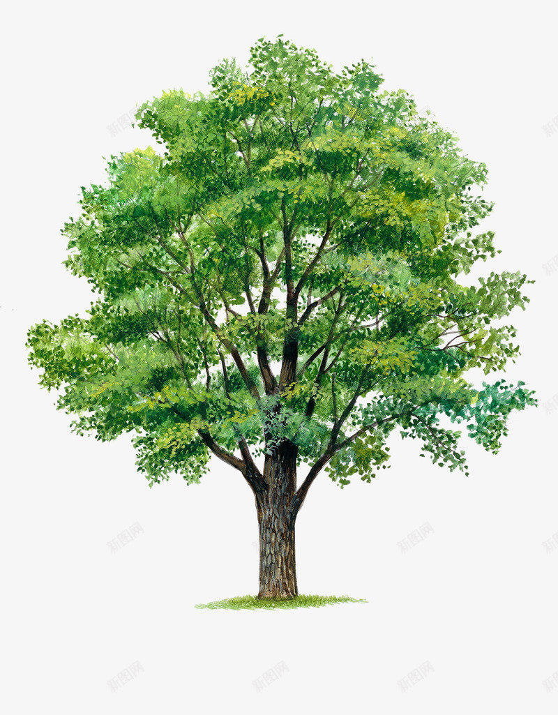 植物行道树png免抠素材_新图网 https://ixintu.com 一颗树 冬青树 树木 树枝 植物 榕树 清新