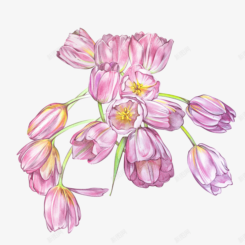 紫色鲜花手绘图案png免抠素材_新图网 https://ixintu.com 简图 紫色鲜花 美丽的 花卉 花朵 花束 装饰