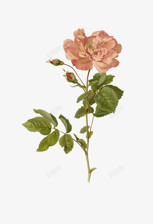 美丽粉色花朵植物png免抠素材_新图网 https://ixintu.com 植物 粉色 美丽 花朵