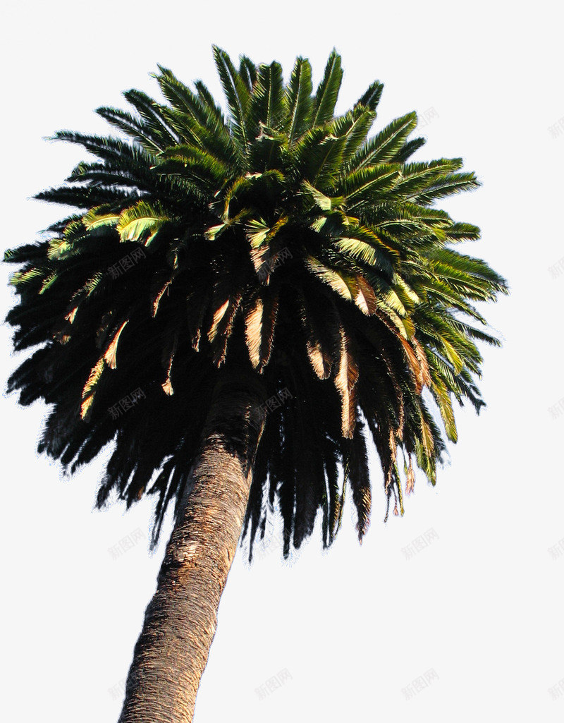 高大的椰子树png免抠素材_新图网 https://ixintu.com png图片素材 免费png元素 植物 绿色大树 高大的椰子树