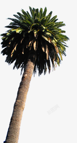 高大的椰子树素材
