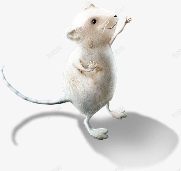 小白鼠png免抠素材_新图网 https://ixintu.com png 动物 小白鼠 老鼠 装饰