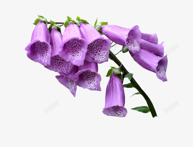 紫色喇叭花png免抠素材_新图网 https://ixintu.com 紫色 美丽 花朵