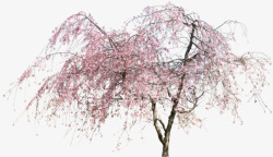 复古粉色花朵大树素材