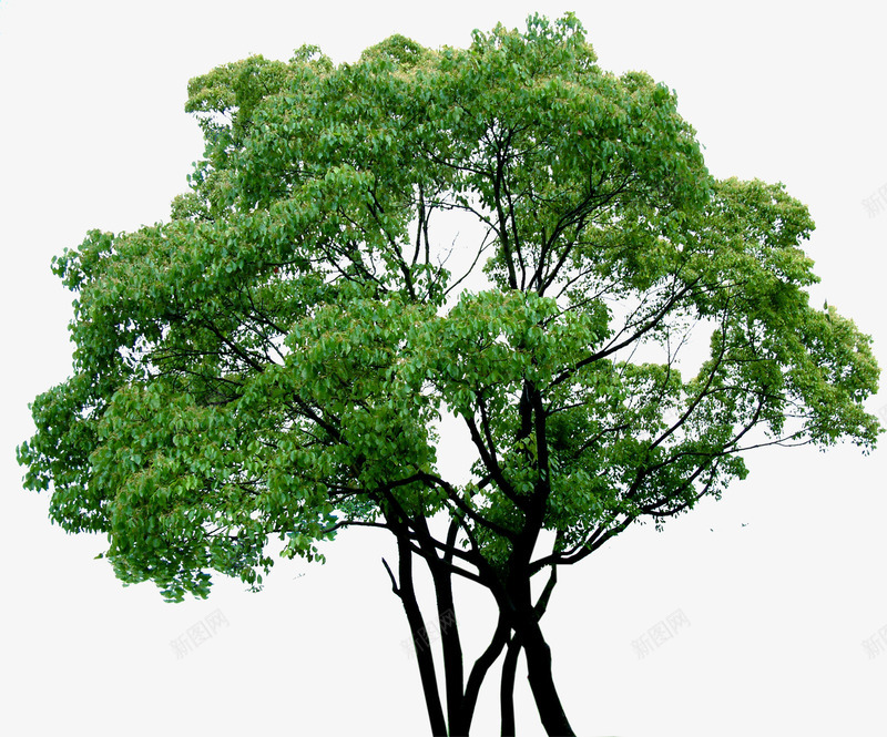 摄影绿色大树环境渲染png免抠素材_新图网 https://ixintu.com 大树 摄影 渲染 环境 绿色
