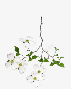 白色茱萸花素材
