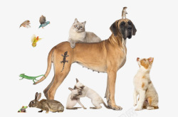 动物围绕小动物围绕着小狗高清图片