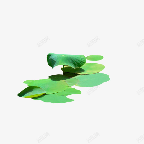 漂浮在水上的荷叶png免抠素材_新图网 https://ixintu.com 叶子 植物 绿色