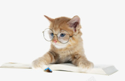 小猫看书看书的小猫高清图片