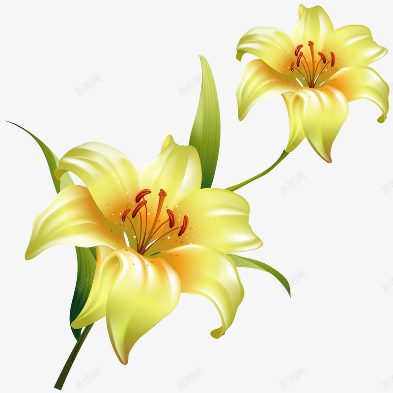 卡通手绘两朵精美的花朵png免抠素材_新图网 https://ixintu.com 两朵花 卡通手绘 植物 精美 美丽的鲜花 黄色