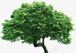 绿色大树野外装饰素材