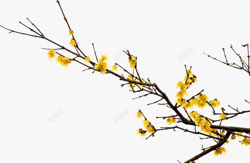 卡通手绘美丽的花朵png免抠素材_新图网 https://ixintu.com 创意 动漫动画 卡通手绘 树枝 美丽的花朵 黄色