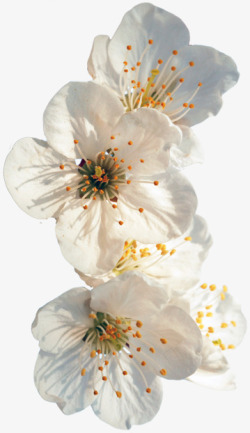 美丽的梨花矢量图白色梨花高清图片