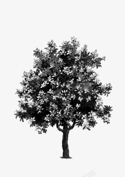 树大树黑白素材