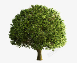立面树绿色大树素材